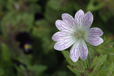 Geranium x oxonianum 'Katherine Adele' au Jardin de la Salamandre en Dordogne