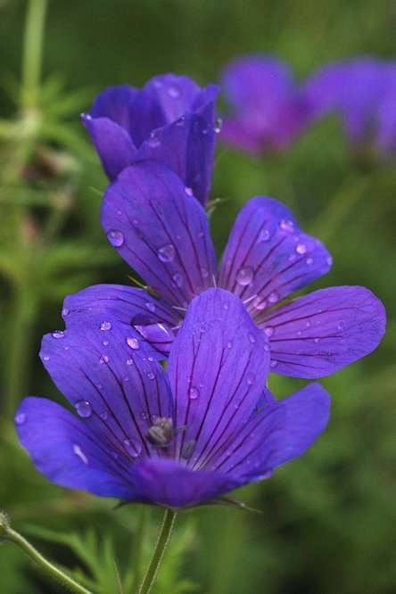 Geranium 'Nimbus'  au Jardin de la Salamandre en Dordogne