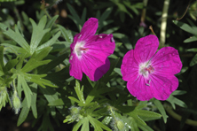 Geranium sanguineum 'Prado' au Jardin de la Salamandre en Dordogne