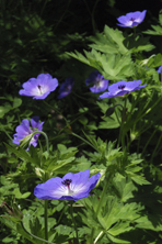 Geranium 'Rozanne' au Jardin de la Salamandre en Dordogne