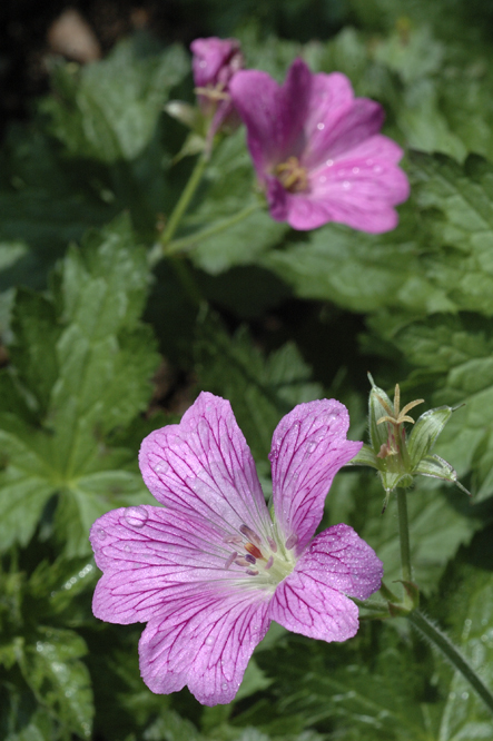 Geranium x oxonianum 'Walter's Gift'  au Jardin de la Salamandre en Dordogne