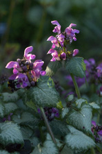 Lamium maculatum 'Beacon Silver' au Jardin de la Salamandre en Dordogne