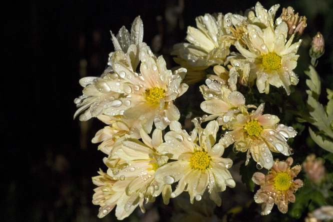 Leucanthemum 'Perle de Lune' au Jardin de la Salamandre en Dordogne