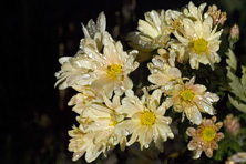 leucanthemum 'perle de Lune' au Jardin de la Salamandre en Dordogne