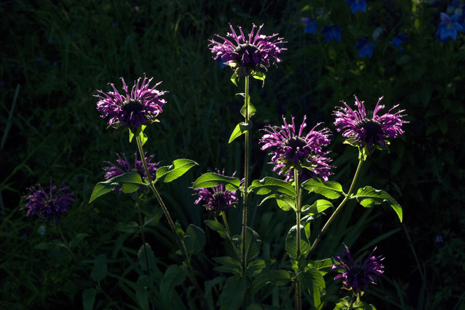 Monarda 'Scorpio' au Jardin de la Salamandre en Dordogne