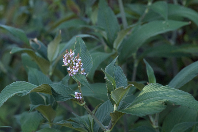 Persicaria campanulata au Jardin de la Salamandre en Dordogne