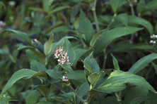 Persicaria campanulata au Jardin de la Salamandre en Dordogne