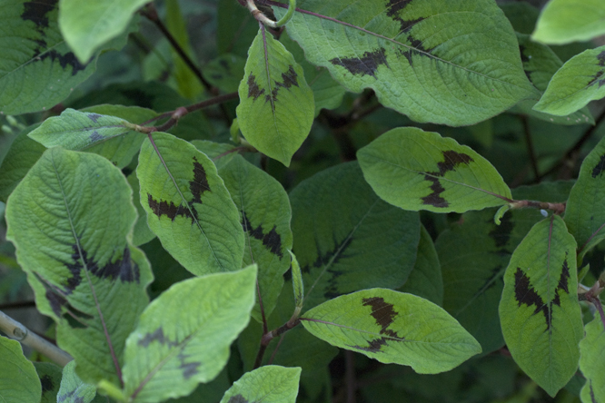 Persicaria filiformis au Jardin de la Salamandre en Dordogne