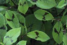 Persicaria filiformis au Jardin de la Salamandre en Dordogne