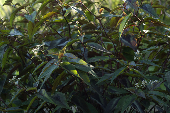 Persicaria microcephala 'Red Dragon' au Jardin de la Salamandre en Dordogne