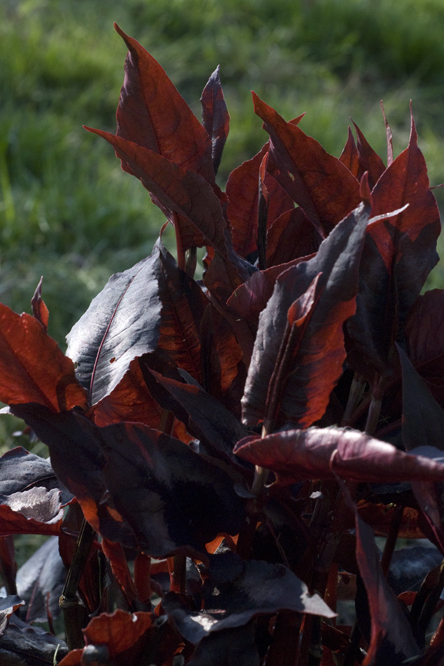 Persicaria microcephala 'Red Dragon' 2 au Jardin de la Salamandre en Dordogne