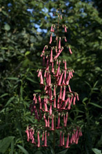 Phygelius aequalis au Jardin de la Salamandre en Dordogne