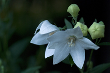 Platycodon grandiflorus 'Fuji White' au Jardin de la Salamandre en Dordogne