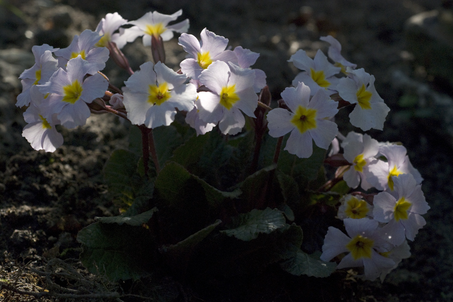 Primula 'Guinevere' au Jardin de la Salamandre en Dordogne