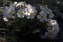 primula pruhonicia 'Genevere' au Jardin de la Salamandre en Dordogne