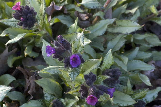 Pulmonaria 'Majesté' au Jardin de la Salamandre en Dordogne