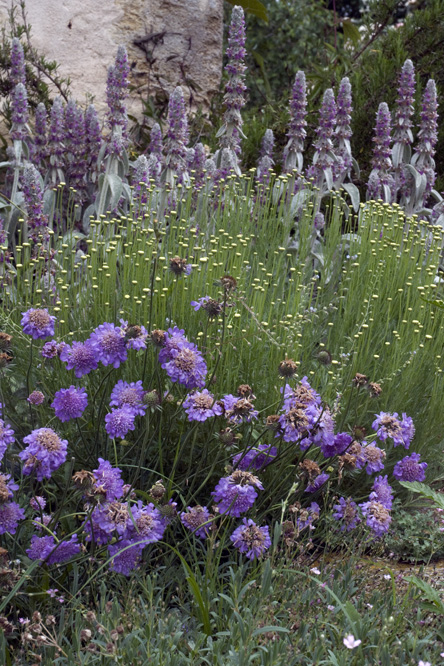 Scabiosa colombaria 'Blue Butterfly' 2 au Jardin de la Salamandre en Dordogne