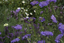 Scabiosa colombaria 'Blue Butterfly' au Jardin de la Salamandre en Dordogne